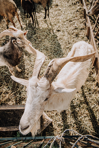 high angle view of goats grazing in corral at farm