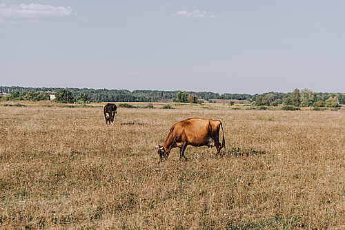 rural scene with cows grazing in meadow
