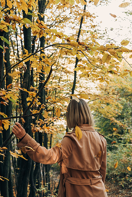 Back view of woman walking in autumn forest and touching tree branch