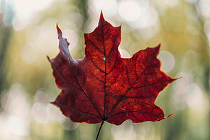 Selective focus of red leaf on blurred background