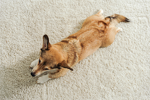 high angle view of corgi puppy lying on carpet