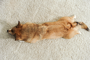 top view of corgi dog lying on carpet