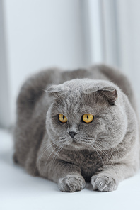 close-up shot of scottish fold cat relaxing on windowsill