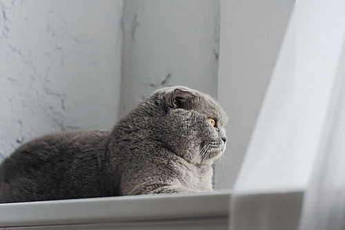 adorable scottish fold cat lying on windowsill and looking through window