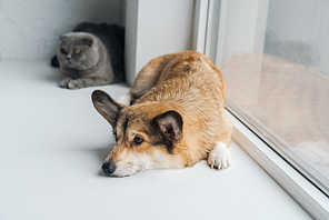 cute scottish fold cat and corgi dog lying on windowsill together