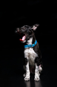 cute yawning dog in blue collar isolated on black