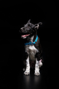 dog in blue collar with open mouth isolated on black