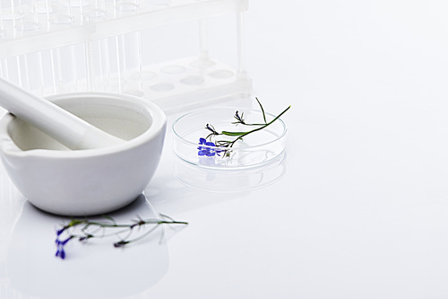 glass test tubes, mortar with pestle near plant sample on white background