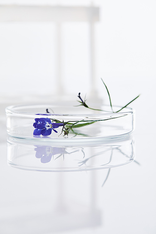 plant sample on glass on white surface