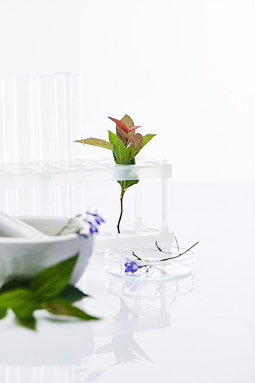 selective focus of glass test tubes, mortar with pestle near plants samples isolated on white