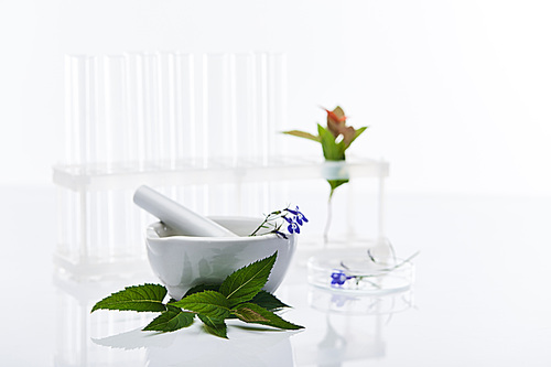 selective focus of glass test tubes, mortar with pestle near plants samples isolated on white