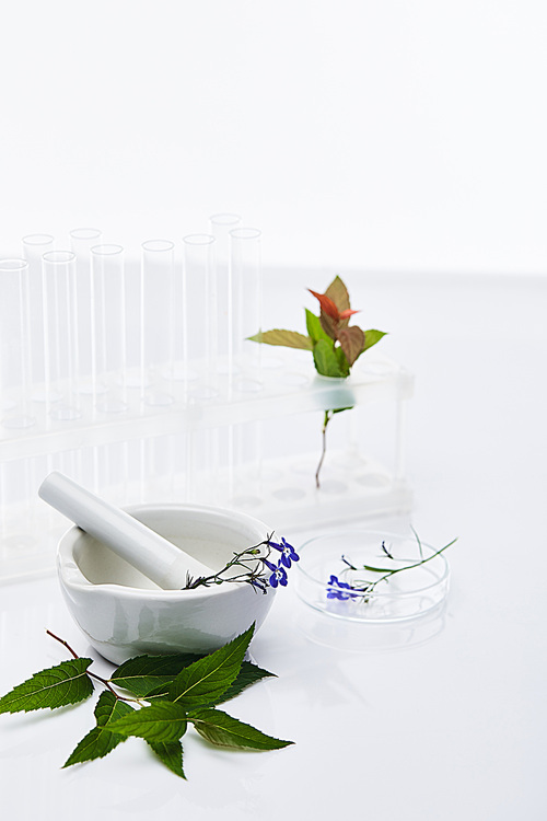 selective focus of glass test tubes, mortar with pestle near plants samples isolated on white