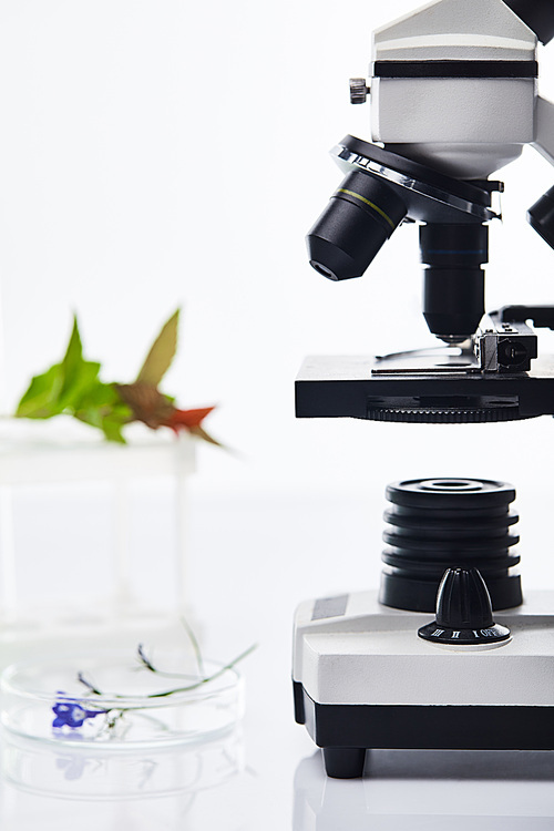 selective focus of plant on glass near microscope isolated on white