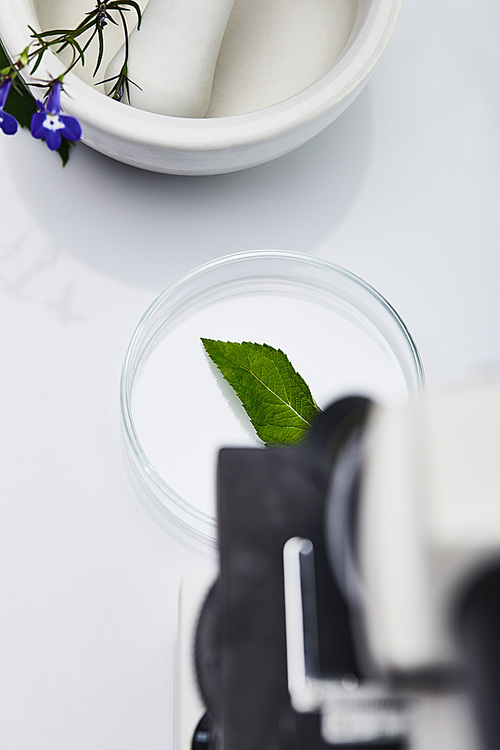 top view of leaf on glass near mortar with pestle and microscope on white table