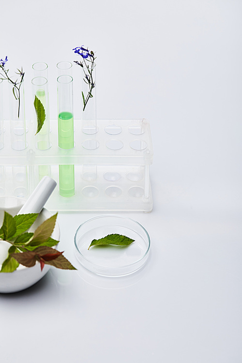 glass test tubes with liquid near plants and mortar with pestle on white table