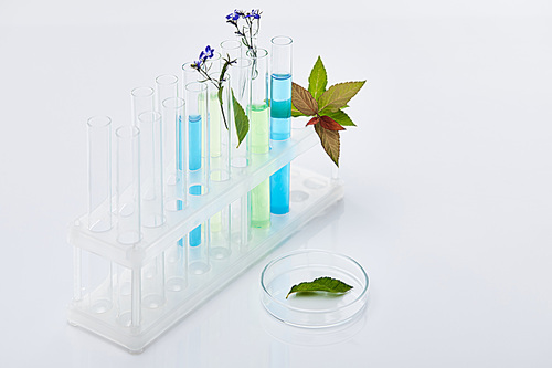 glass test tubes with liquid near plants on white table