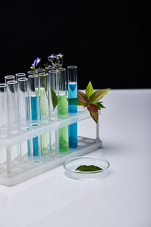 glass test tubes with liquid near plants on white table isolated on black