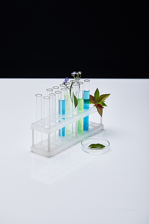 glass test tubes with liquid near plants on white table isolated on black