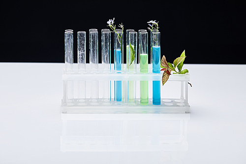 glass test tubes with liquid near plants on white table isolated on black