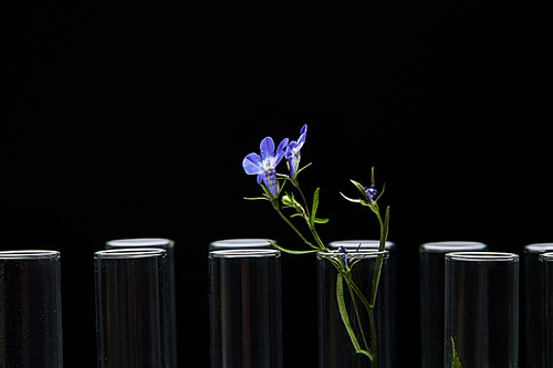 glass test tubes with purple plant isolated on black