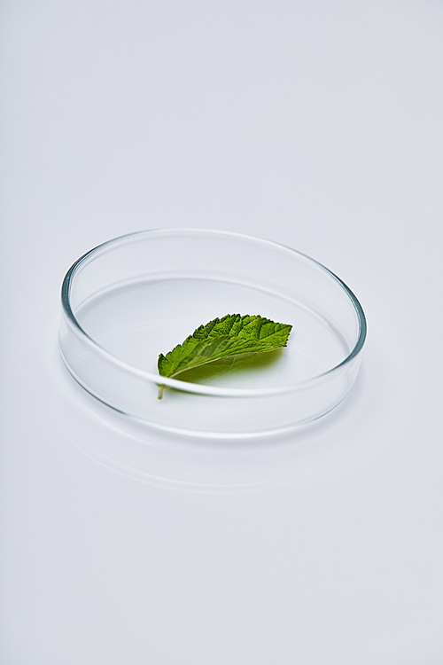 green leaf on test glass on white surface