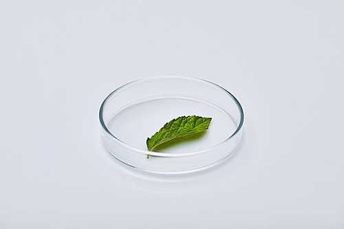 green leaf on test glass on white surface