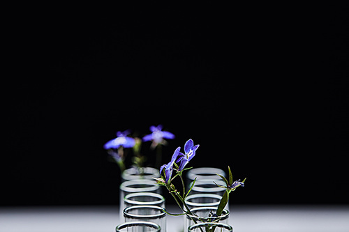 selective focus of glass test tubes with plant isolated on black