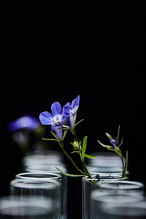 close up view of glass test tubes with plant isolated on black