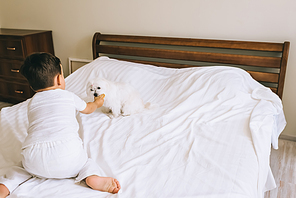 cute little kid feeding bichon dog with cookie in bedroom