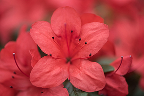 selective focus of beautiful fresh blooming red flowers