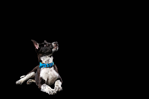mongrel dark dog with white paws in collar isolated on black