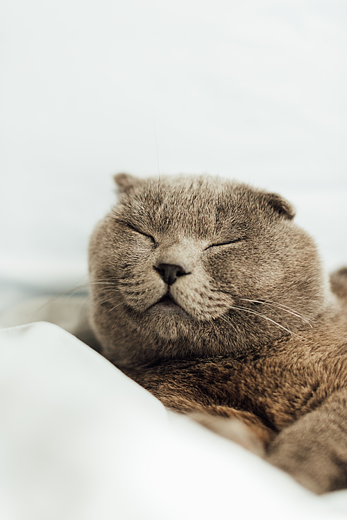 selective focus of cute scottish fold cat sleeping in bed at home