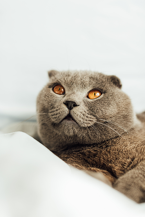 selective focus of adorable grey scottish fold cat lying in bed and looking away