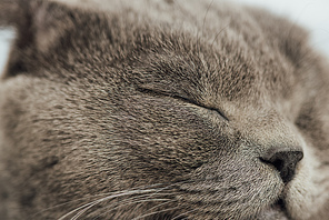 cropped view of adorable scottish fold cat with closed eyes