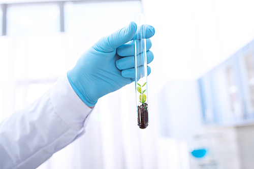 Cropped shot of a doctor in latex gloves holding a test tube with green plant in soil