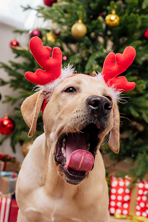 yawning labrador retriever dog with christmas reindeer antlers