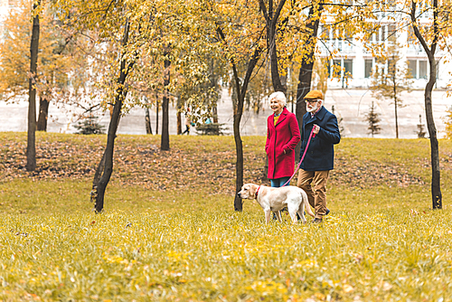 senior couple walking with labrador retriever dog in autumn park