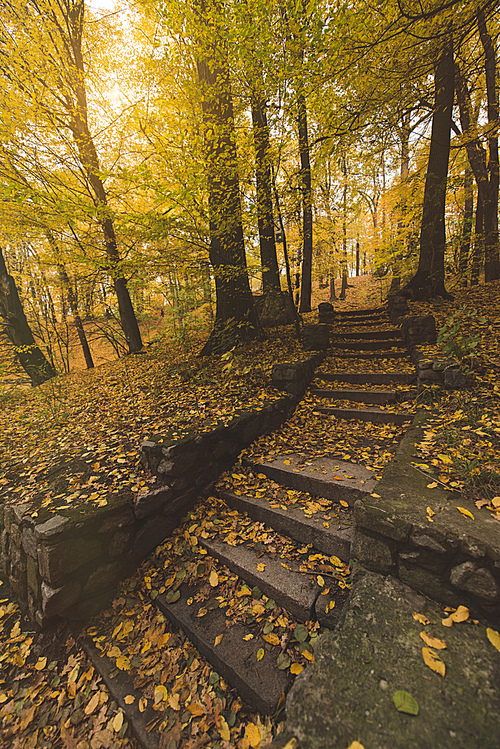 high angle view of stairs on hill at autumn park