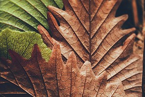 close-up shot of beautiful autumnal leaves for background