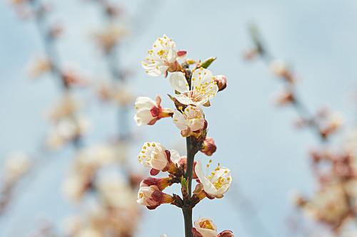 tree branch with blooming flowers on blue sky background