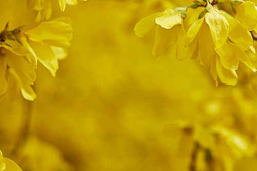 close up of yellow flowers in blossom on tree branches