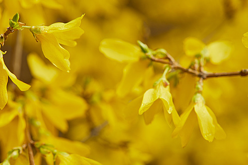 close up of yellow blossoming flowers with big petals on tree branches