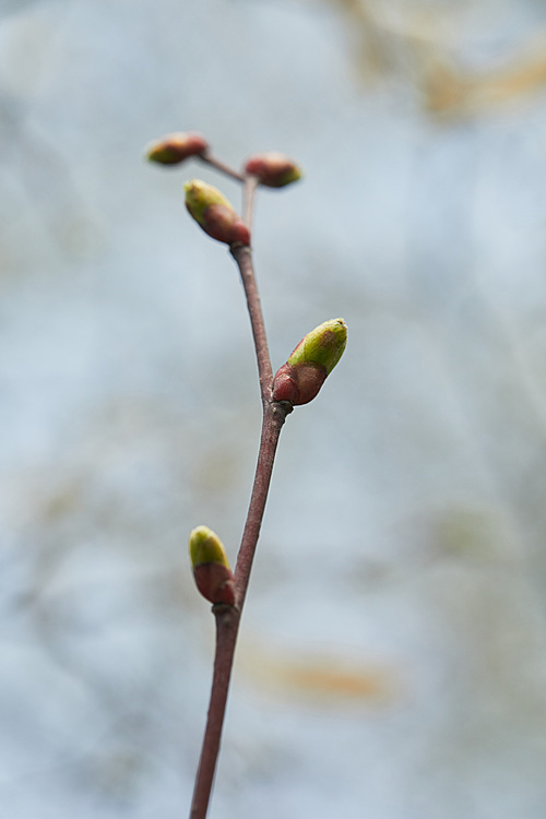 close up of tree branch with closed buds on blurred background