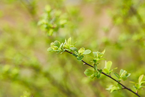 close up of green flowers on tree branch on blurred background with copy space