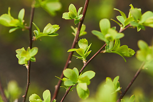 close up of green blooming flowers on tree branches in spring