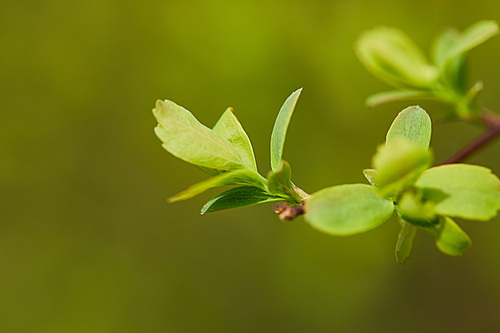 close up of green fresh blooming leaves on tree branch in spring