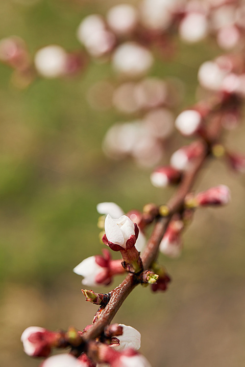 selective focus of closed flower buds on tree branch