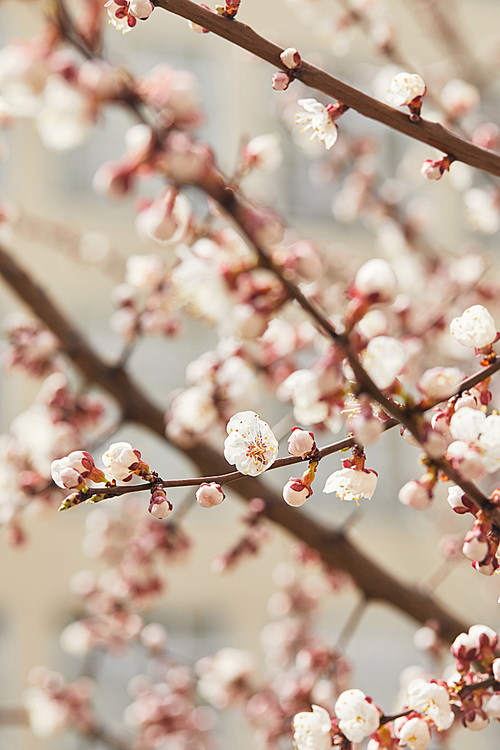 selective focus of blooming flowers on tree branches in sunlight