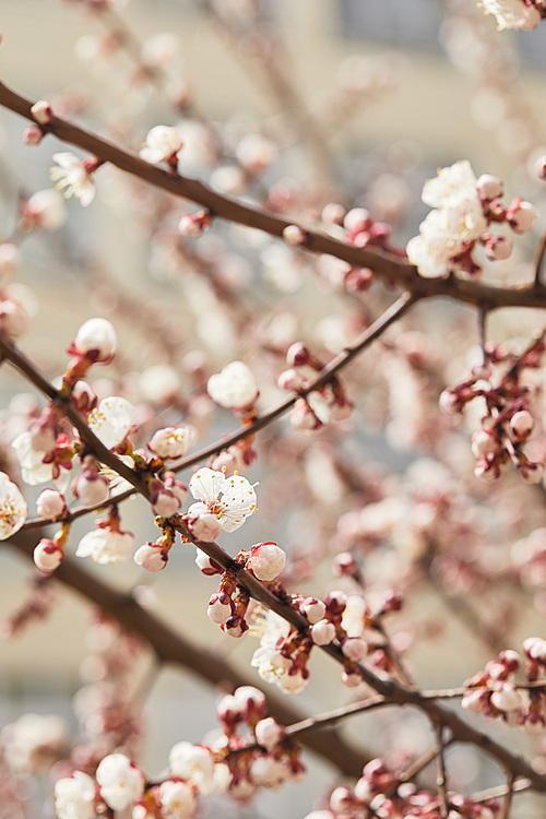 close up of tree branches with blooming white flowers in spring