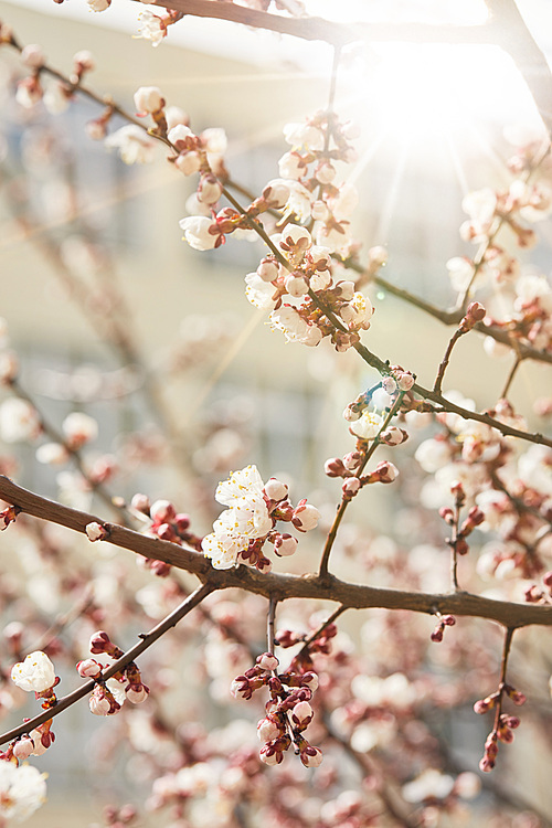 close up of tree branches with blooming flowers and shining sun